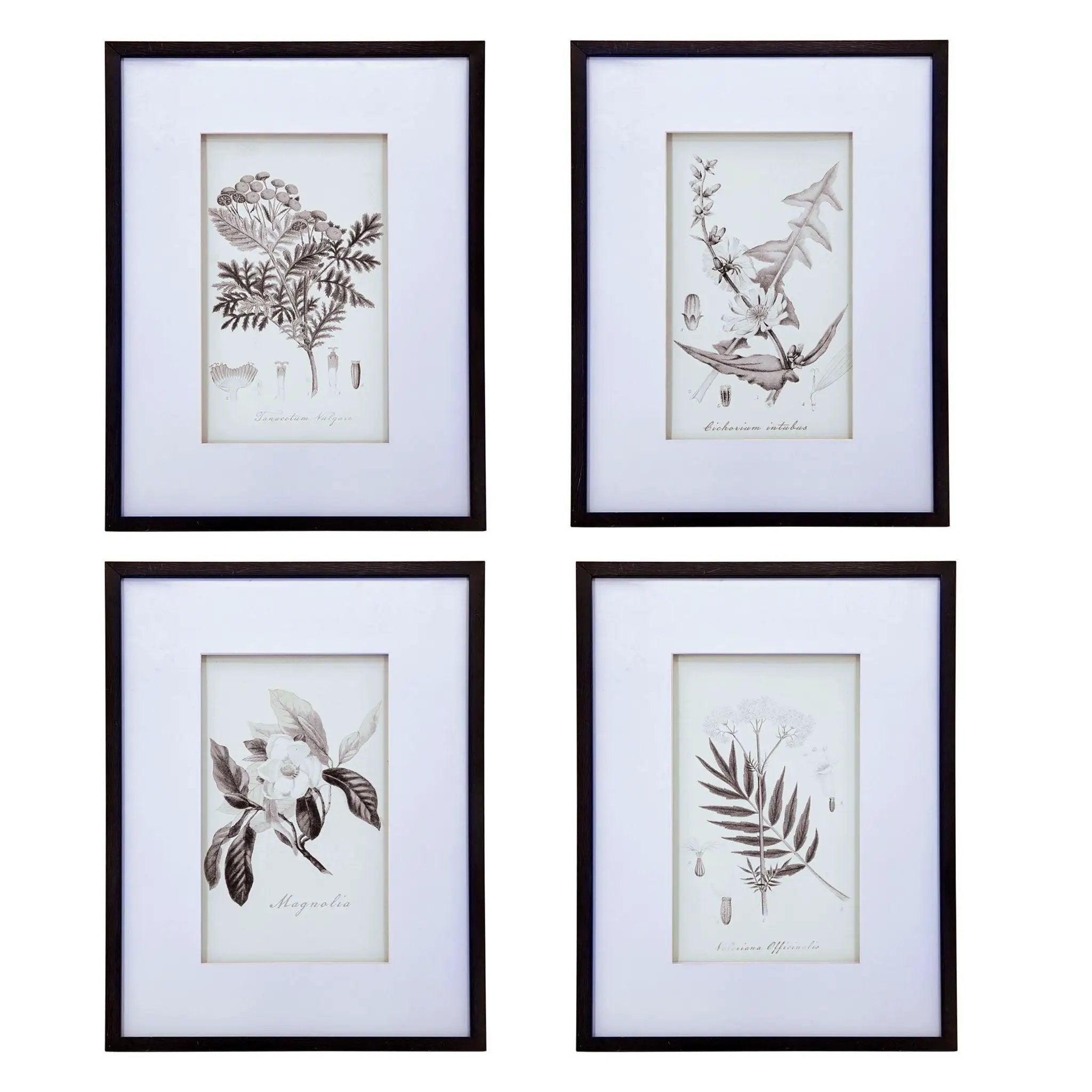 Botanical Wall Art Prints, Home Decor For Living Room Dining Room, Bedroom, Hallway (Set of 4) - White / Black by HouseOfZazla