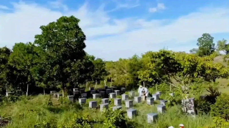 Candle Set - Decorative Beeswax 4pcs by House Of Avana