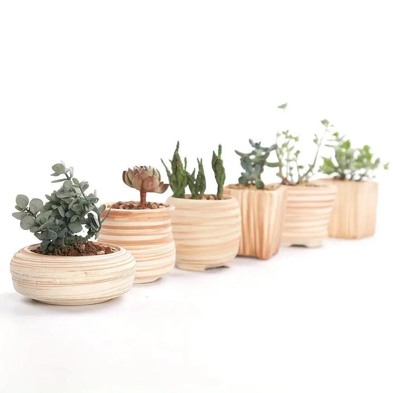 Ceramic Gift Pots for Celebrations with Unique Designs and Colors by House Of Avana