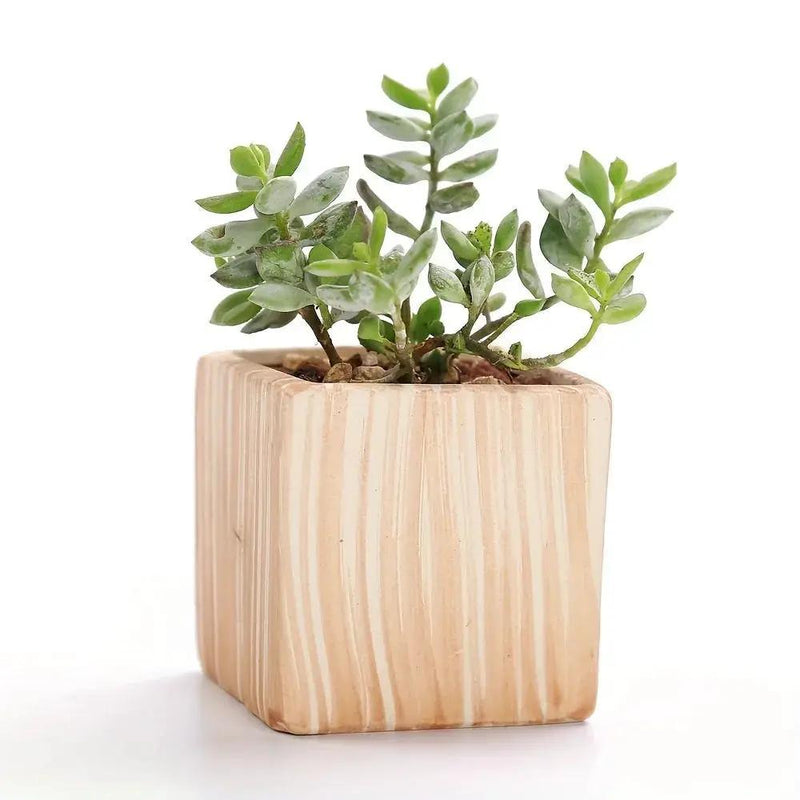 Ceramic Gift Pots for Celebrations with Unique Designs and Colors by House Of Avana
