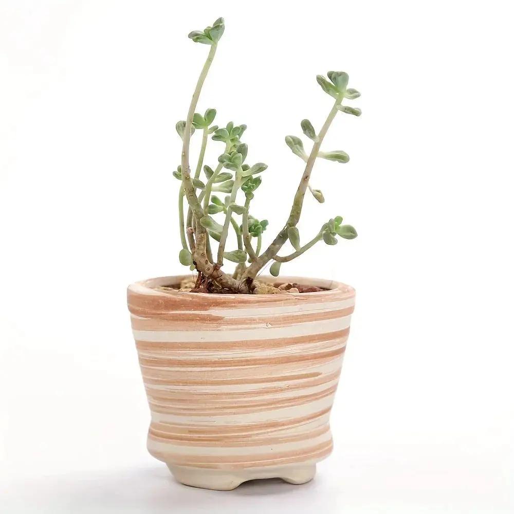 Ceramic Gift Pots for Celebrations with Unique Designs and Colors by House Of Avana