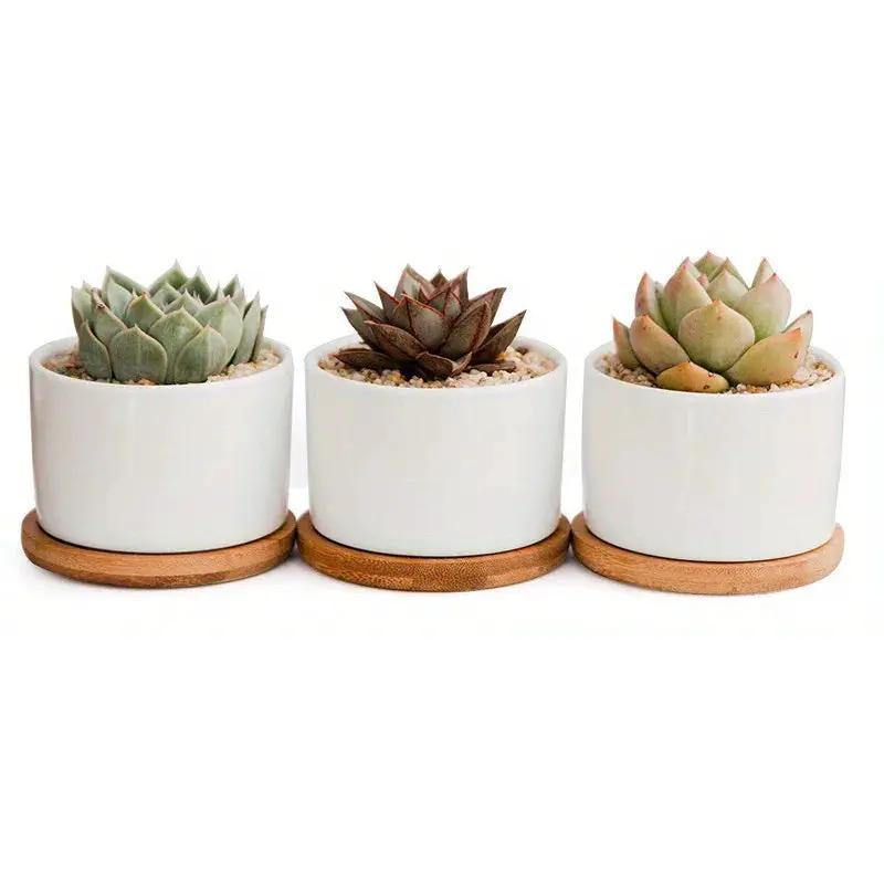 Ceramic Succulent Planter with Drainage Hole & Tray by House Of Avana