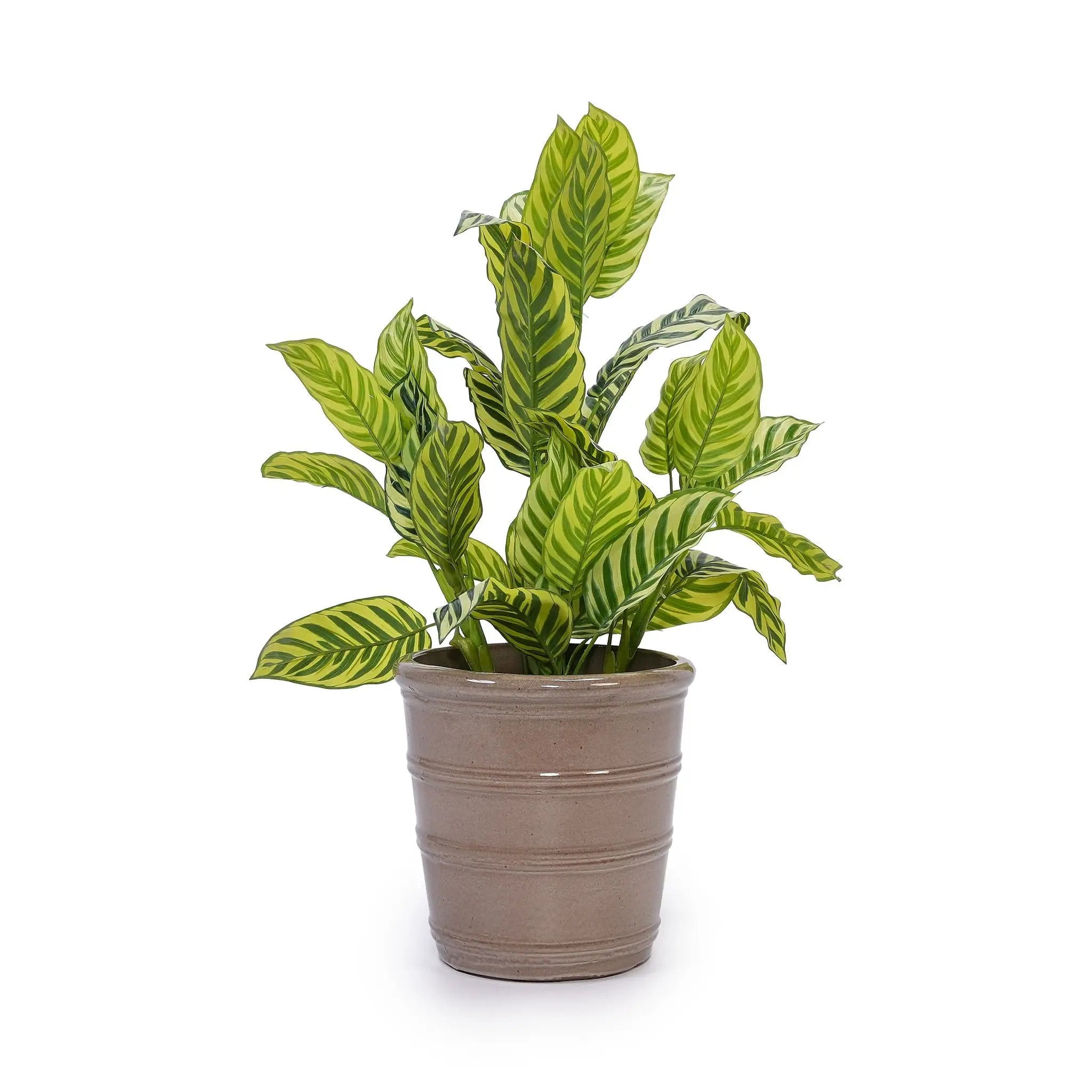 3 Pieces Flowerpot, Planter For Patio, Garden Or Windowsills by HouseOfZazla