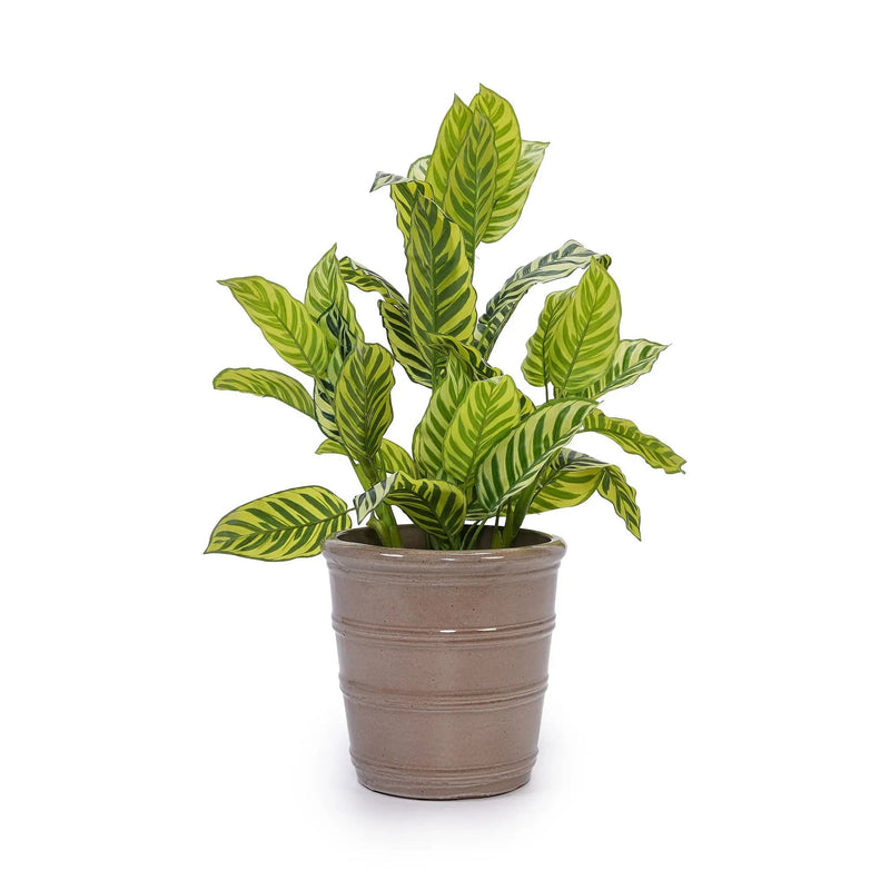3 Pieces Flowerpot, Planter For Patio, Garden Or Windowsills by HouseOfZazla