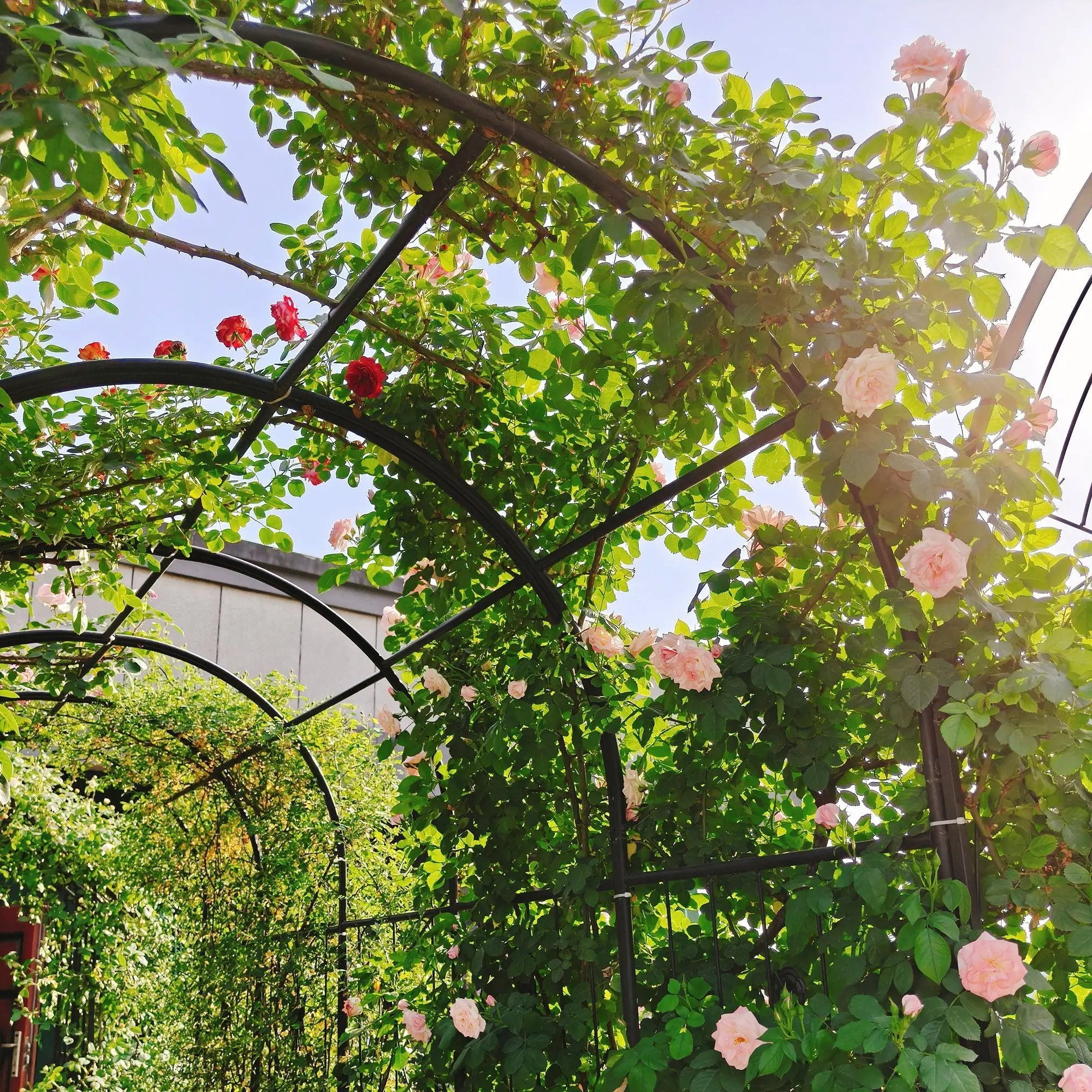 Metal Garden Arch With Gate Wide High Climbing Plants Support Rose Arch Outdoor - Black by HouseOfZazla