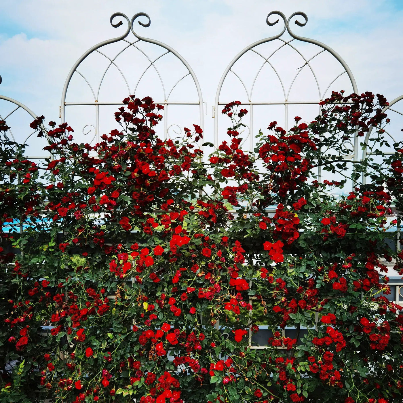 Metal Garden Rustproof Trellis For Climbing Plants Outdoor Flower Support by Unique Piece Furniture