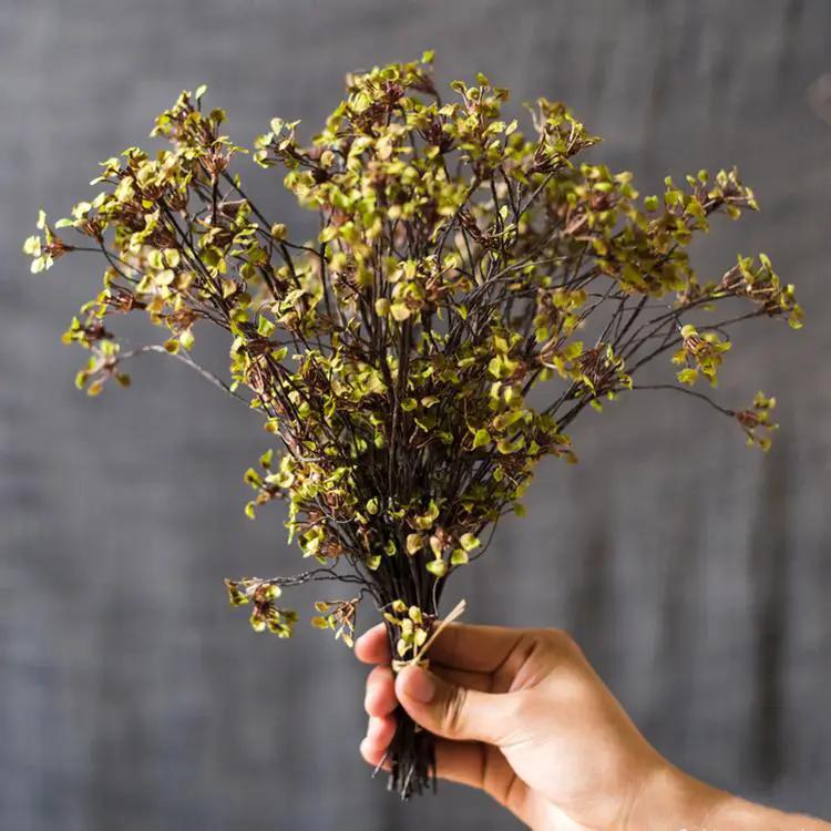 Erysimum Flower Plant Bundle 11" Tall by RusticReach