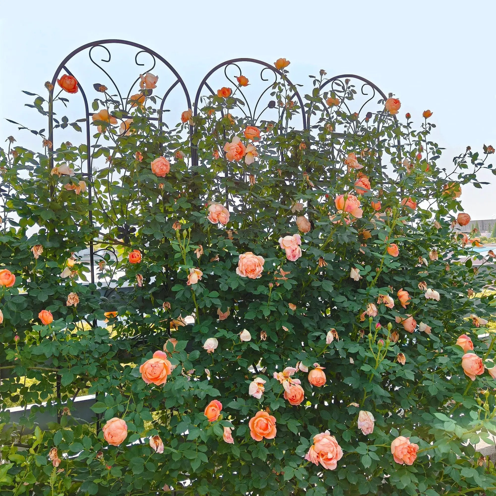 4 Pack Metal Garden Trellis 86.7'' x 19.7'' Rustproof Black by HouseOfZazla