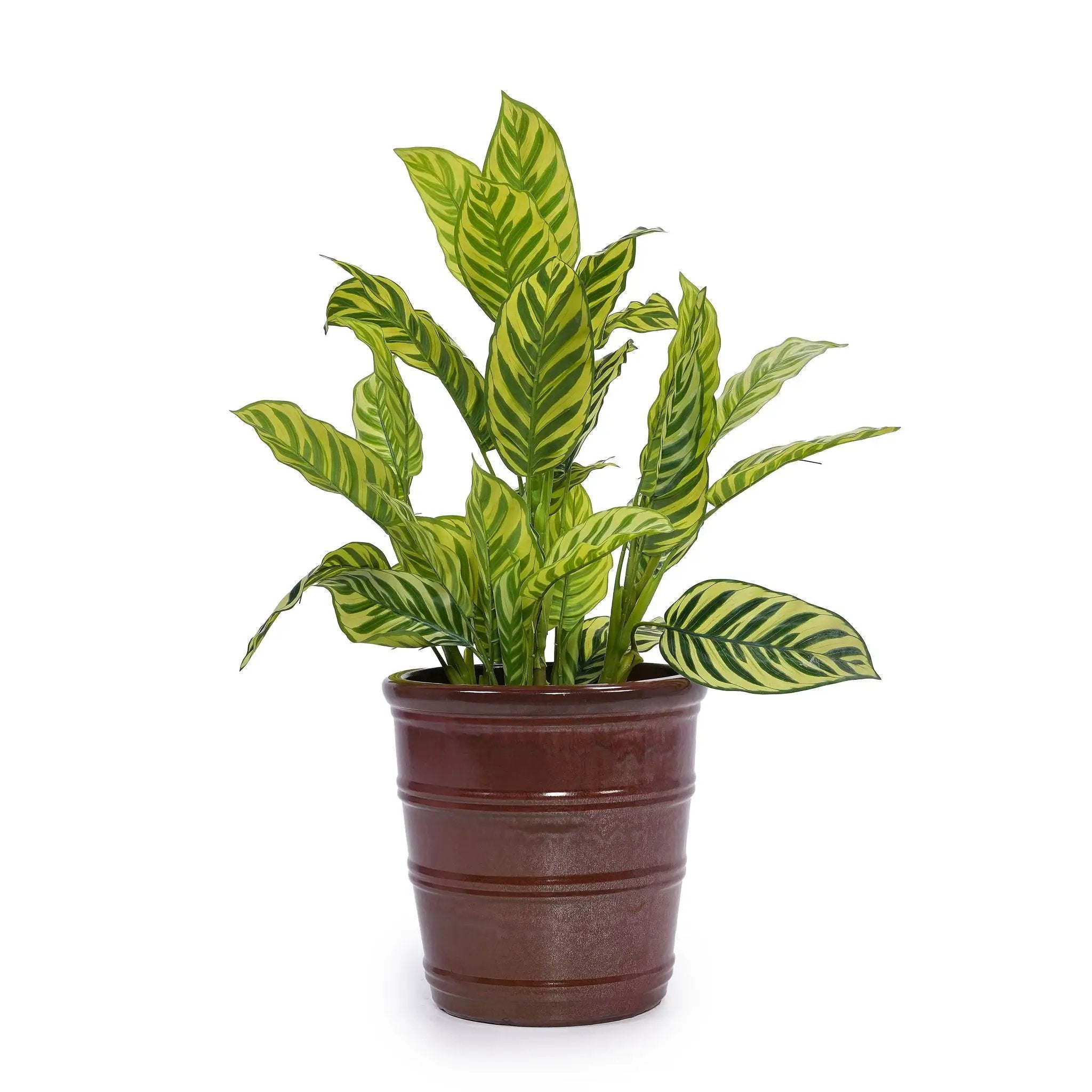 3 Pieces Flowerpot, Planter For Patio, Garden Or Windowsills by Unique Piece Furniture