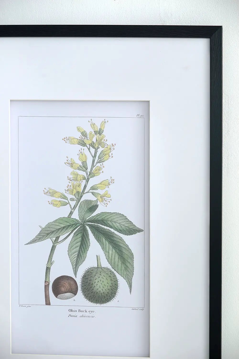 19.7x27.6 Botanical Wall Arts, Set of 2 by HouseOfZazla