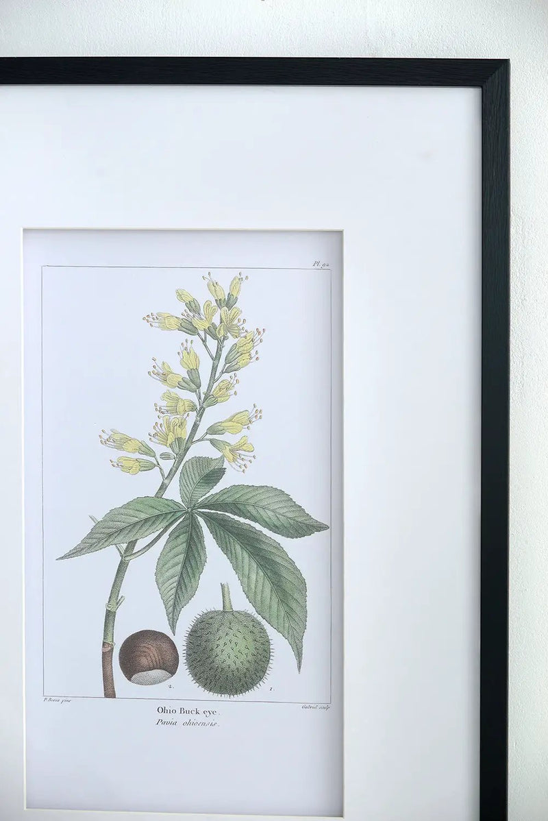 19.7x27.6 Botanical Wall Arts, Set of 2 by HouseOfZazla