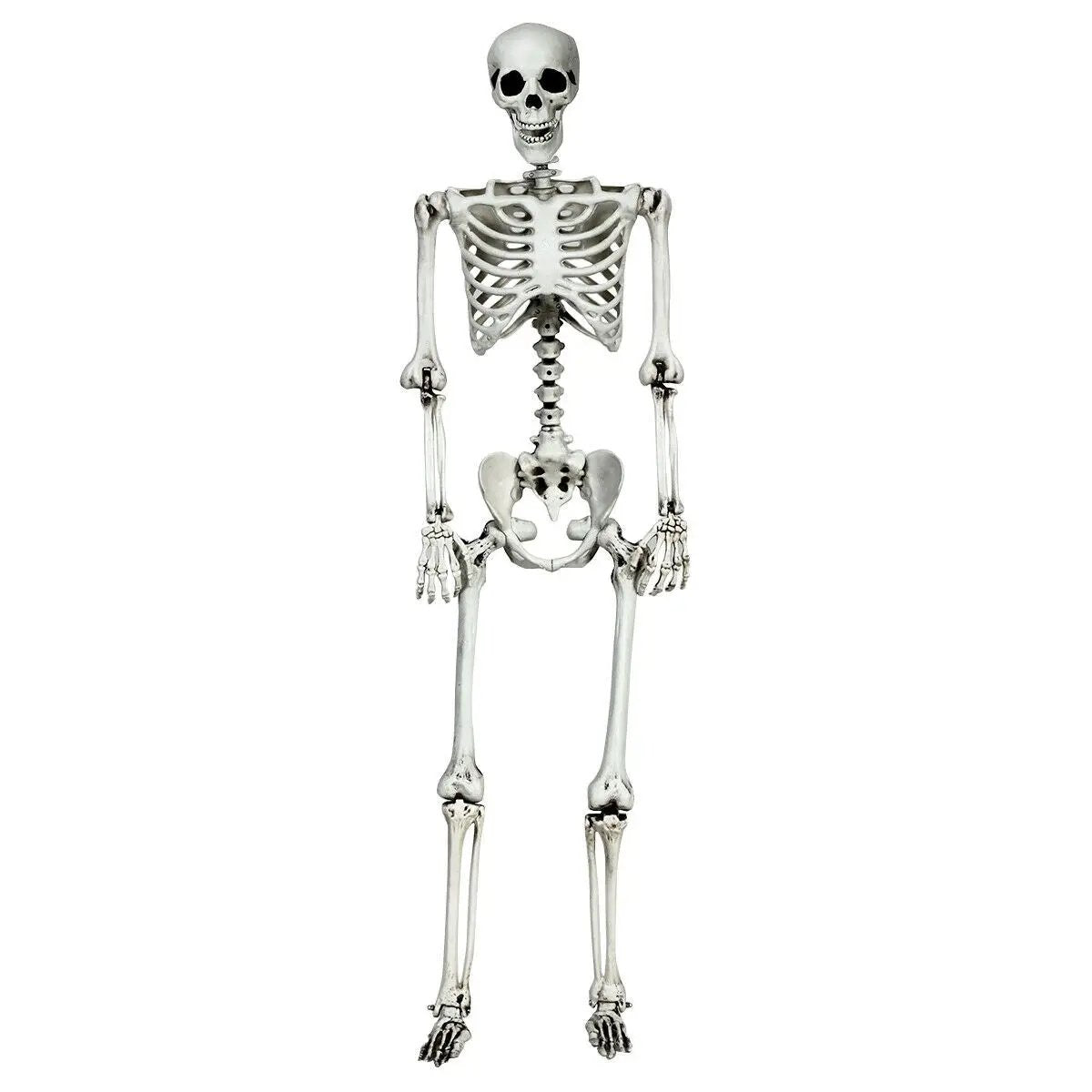 5.4 Feet Halloween Skeleton Life Size Realistic Full Body Hanging by DirectDeals