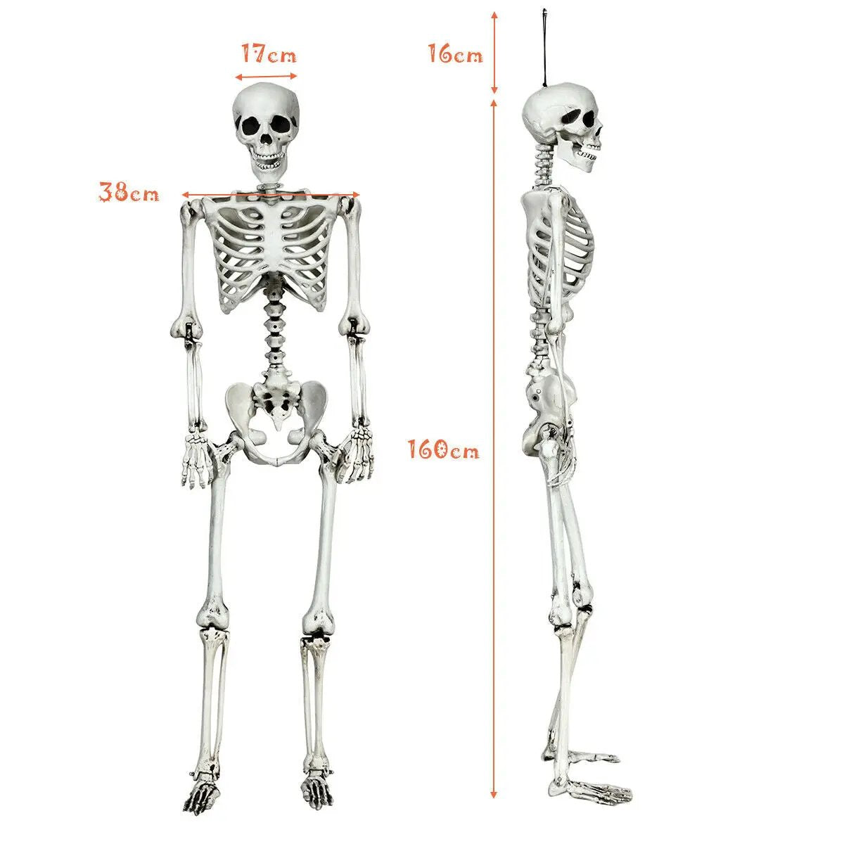5.4 Feet Halloween Skeleton Life Size Realistic Full Body Hanging by DirectDeals