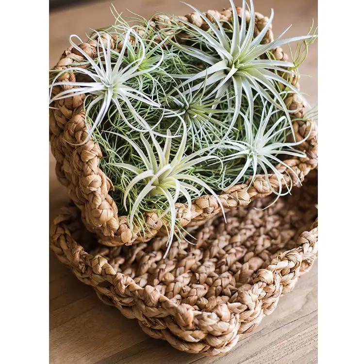 Organic Straw Organizer Storage with Lid by RusticReach