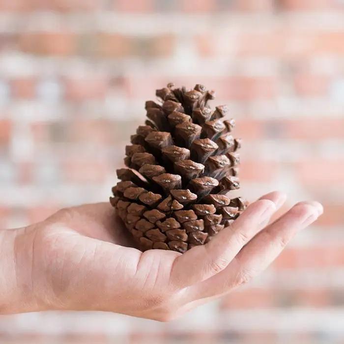Pine Cone Decoration by RusticReach