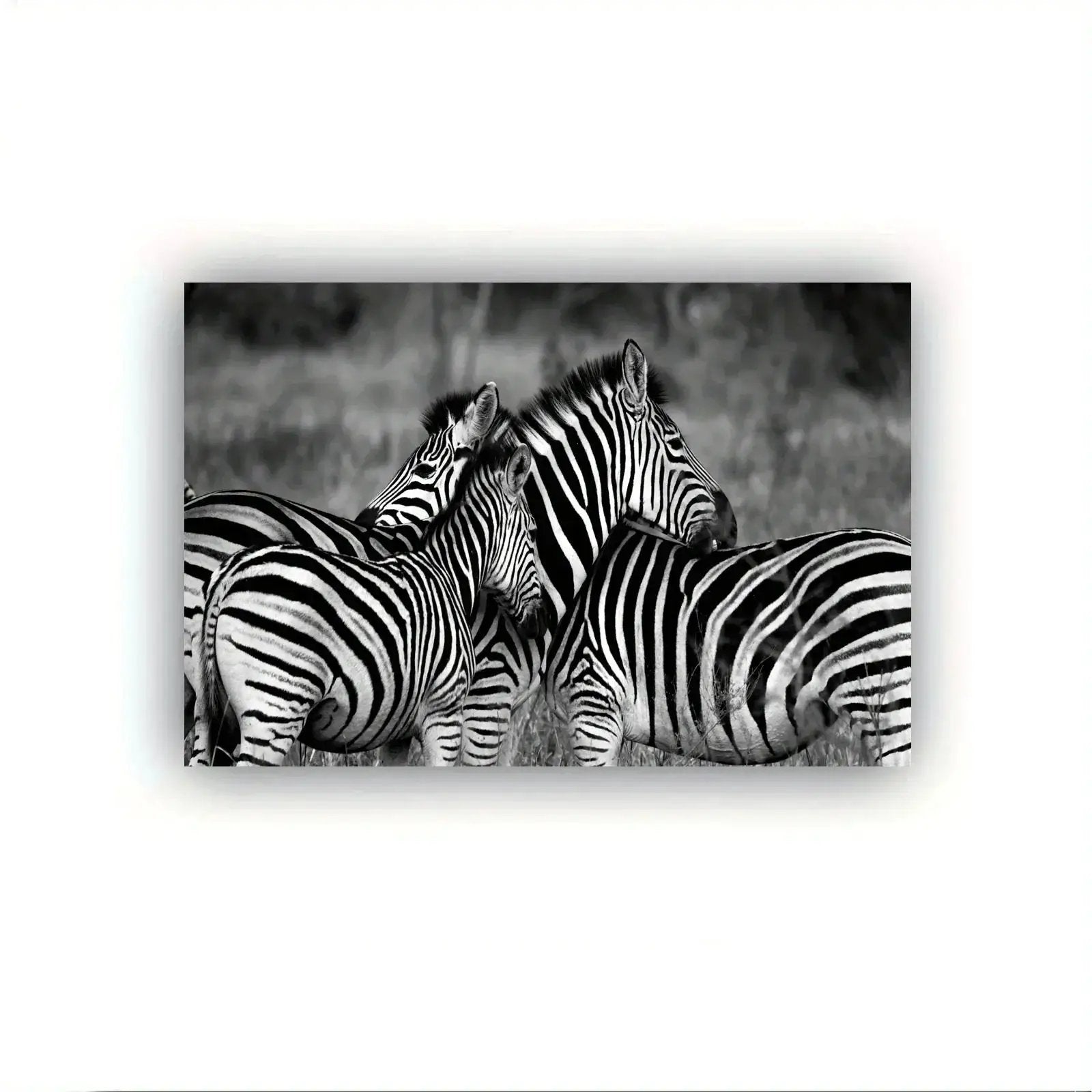 Poster - Vintage Zebra Canvas Print by House Of Avana