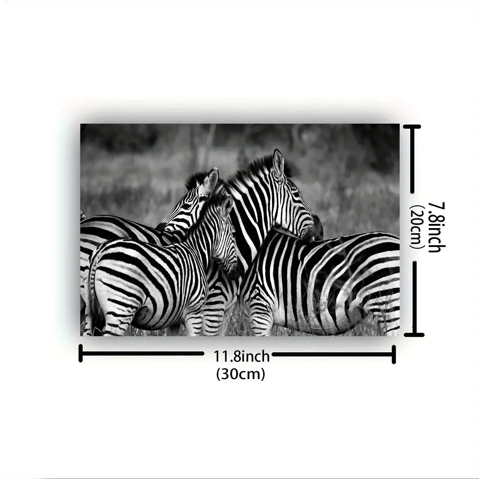 Poster - Vintage Zebra Canvas Print by House Of Avana