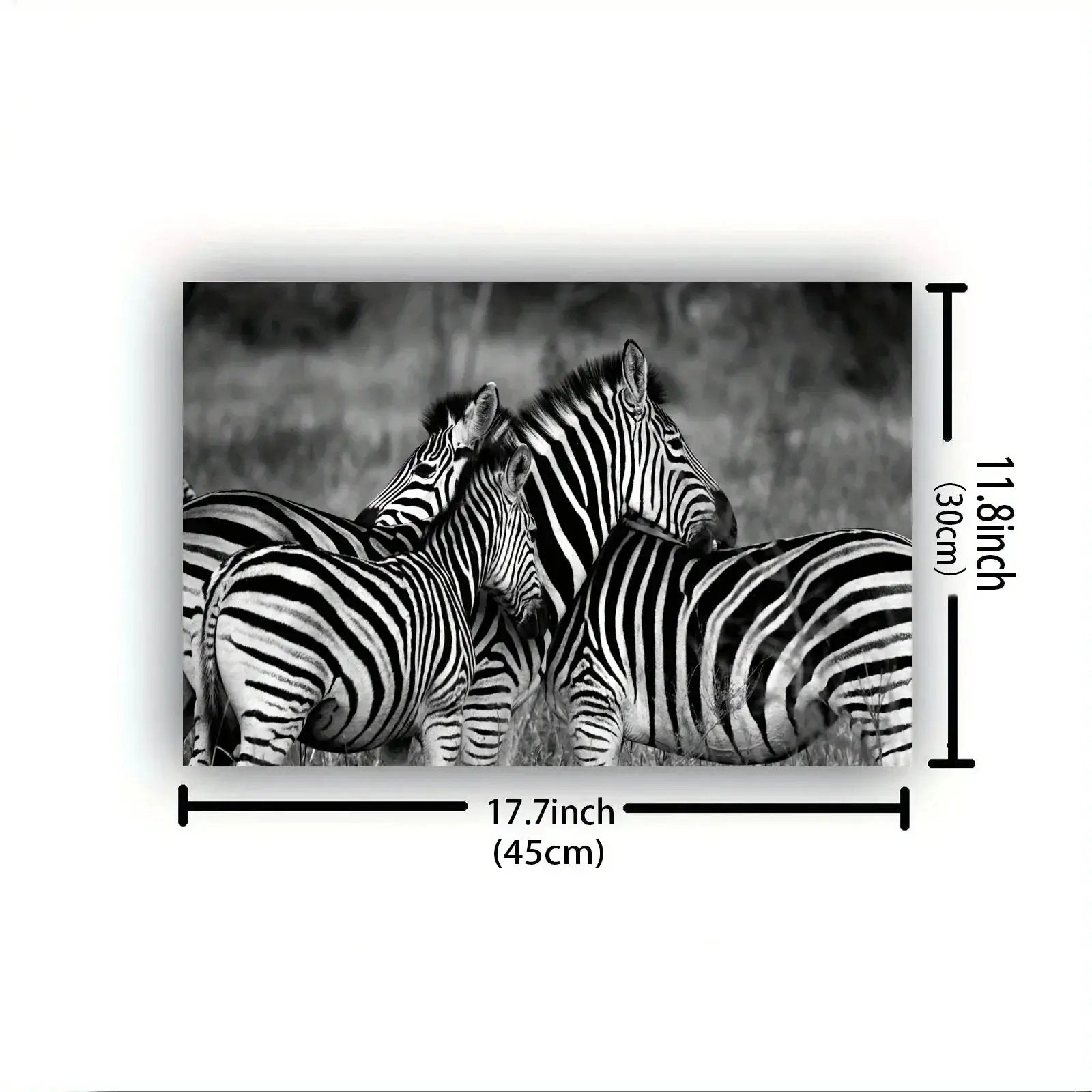 Poster - Vintage Zebra Canvas Print by House Of Avana