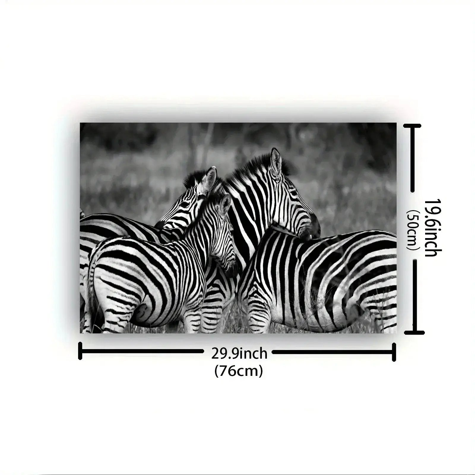 Poster - Vintage Zebra Canvas Print by House Of Avana