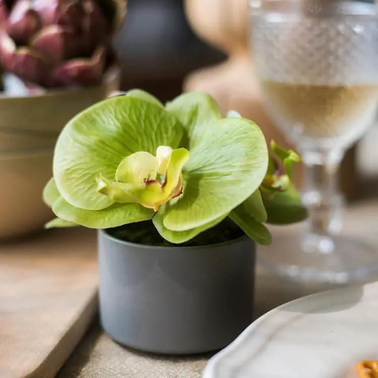 Artificial Faux Flower Mini Real Touch Potted Orchid Green by RusticReach