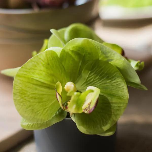 Artificial Faux Flower Mini Real Touch Potted Orchid Green by RusticReach