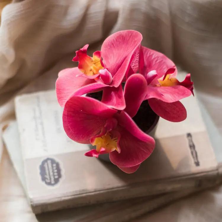 Artificial Potted Mini Real Touch Orchid Velvet Red by RusticReach