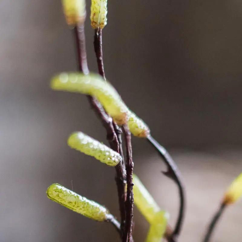 Seed Germination Branch Stem Faux by RusticReach