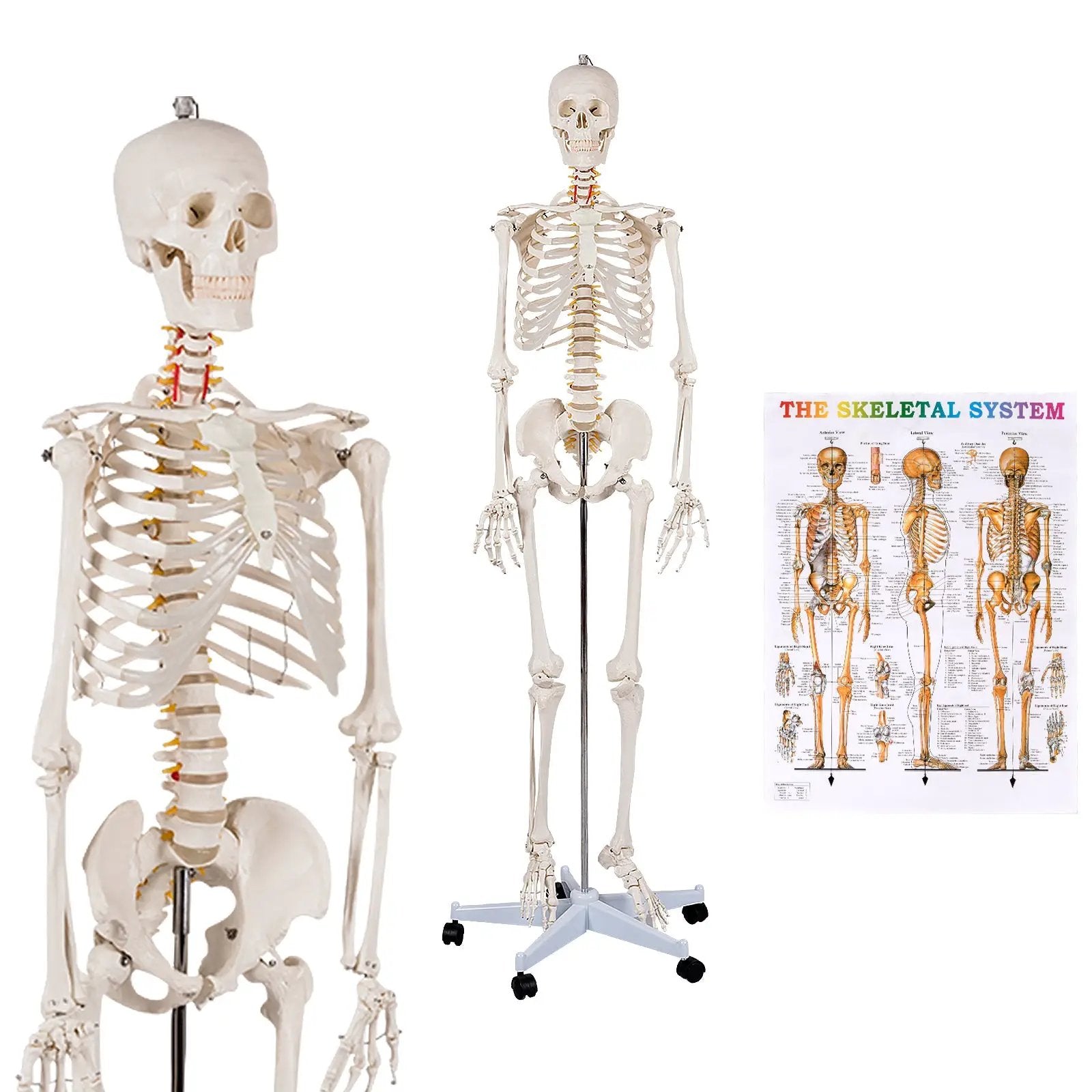 Medical School Human Anatomy Class Life-size Skeleton Model by DirectDeals