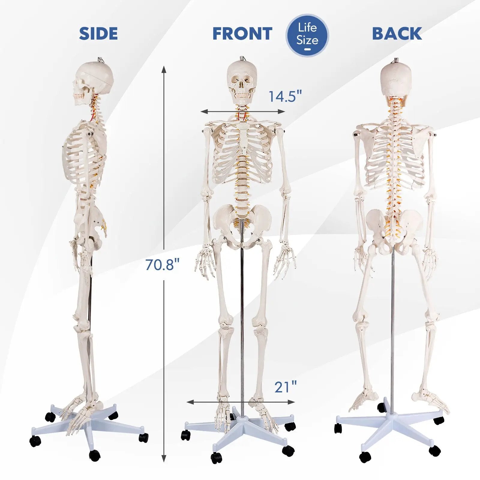 Medical School Human Anatomy Class Life-size Skeleton Model by DirectDeals