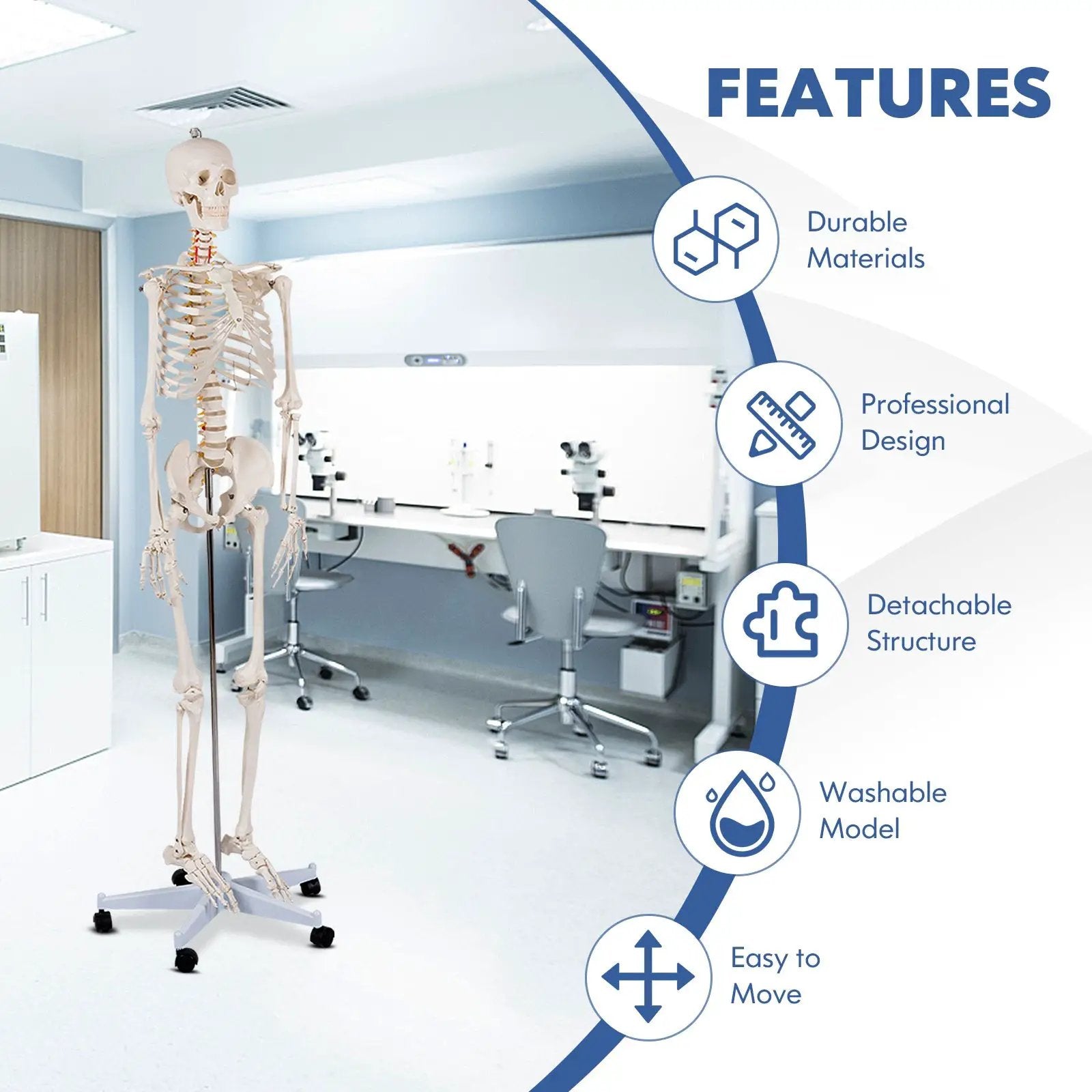 Medical School Human Anatomy Class Life-size Skeleton Model by DirectDeals