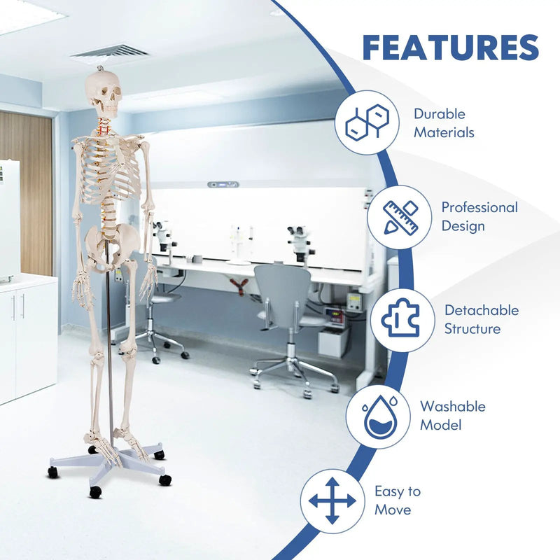 Medical School Human Anatomy Class Life-size Skeleton Model by DirectDeals