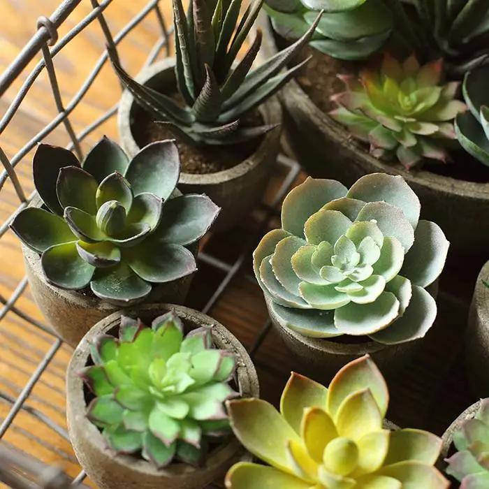 Small Succulent in Planter Randomly Picked Set of 5 by RusticReach
