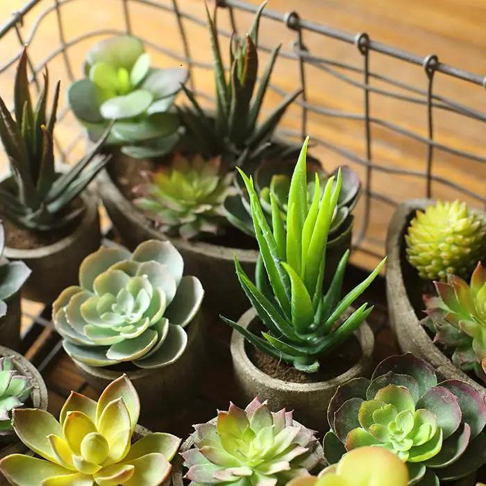 Small Succulent in Planter Randomly Picked Set of 5 by RusticReach