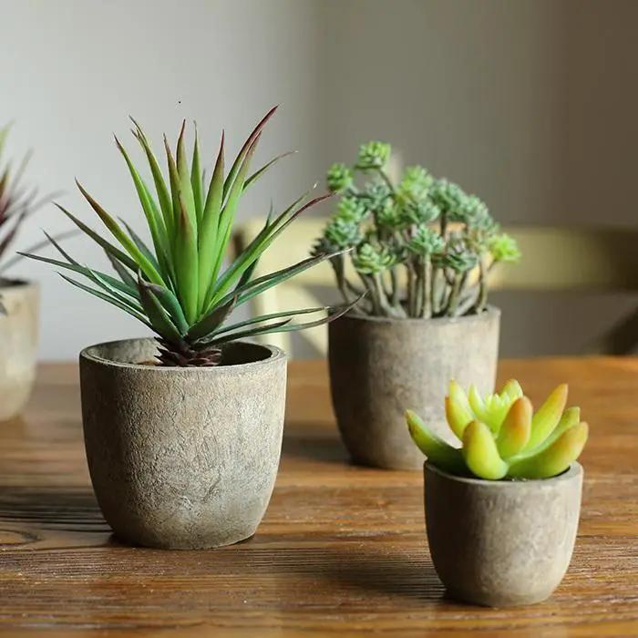 Small Succulent in Planter Randomly Picked Set of 5 by RusticReach