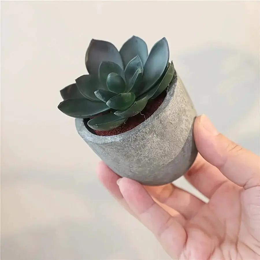 Succulent Plant Set in Concrete Pots, Low Maintenance Indoor Decor by House Of Avana