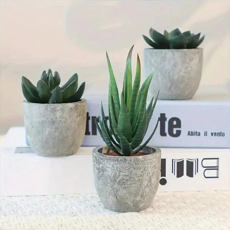 Succulent Plant Set in Concrete Pots, Low Maintenance Indoor Decor by House Of Avana