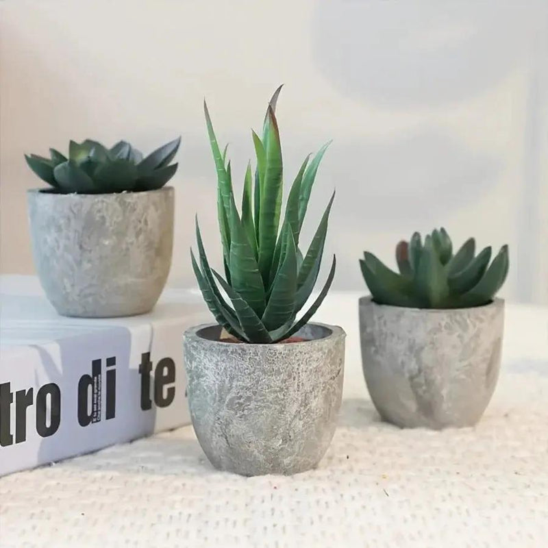 Succulent Plant Set in Concrete Pots, Low Maintenance Indoor Decor by House Of Avana
