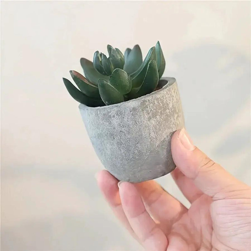 Succulent Plant Set in Concrete Pots, Low Maintenance Indoor Decor by House Of Avana